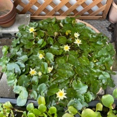 🐸ビオトープ用水草各種差し上げます(受付月〜木曜日まで)の画像
