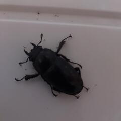 ノコギリクワガタの画像