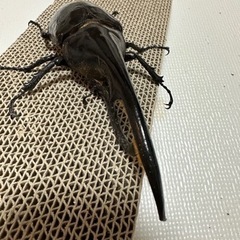 ヘラクレスオオカブト　幼虫3令ペア