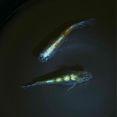 朱光菊ブルー、朱光菊美人の卵ありますの画像