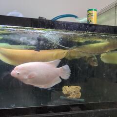 大型水槽と熱帯魚の画像