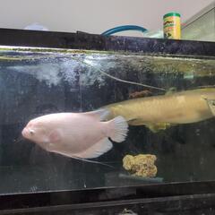 大型水槽と熱帯魚の画像