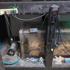 大型水槽と熱帯魚の画像