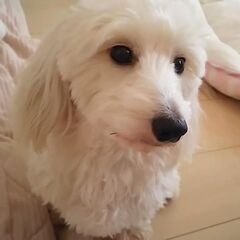 一時預かり里親募集
