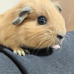 ロシアンスモークモルモット　ロシアンモルモット　キャンベルハムスター