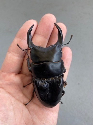 能勢SRオオクワガタ♂【89.4mmB】