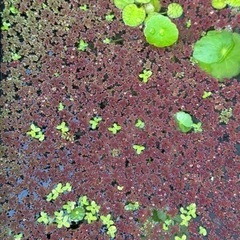 【無料】水草 浮草 アカウキクサ あげます