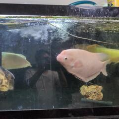 大型水槽と熱帯魚の画像