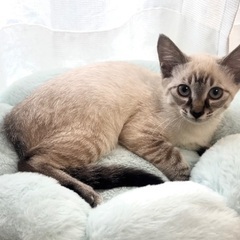 控えめなシャムトラちゃん♡