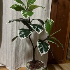 フェイクグリーン