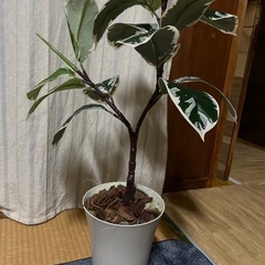 フェイクグリーンの画像