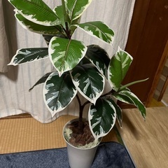 フェイクグリーンの画像