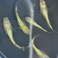 (値下)メダカ　サンシャイン×シンヘイキ　若魚　5匹