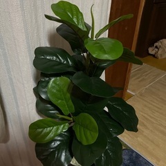 フェイクグリーンの画像