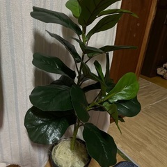 フェイクグリーンの画像