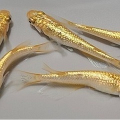 (値下げ)メダカ　サンシャイン　稚魚　10匹