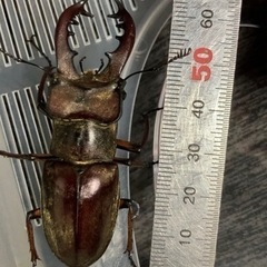 ミヤマクワガタ　お取引中