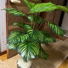 フェイクグリーンの画像