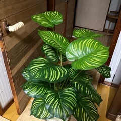 フェイクグリーンの画像