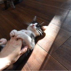 ハチワレ　女の子