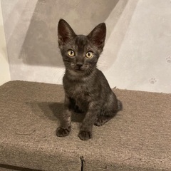 黒キジ？人慣れ◎甘えん坊🫶
