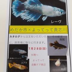 メダカの注文即売会　よってって貴志川店　