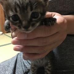 生後1月キジトラメス