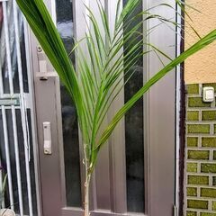 クイーンパーム（ジョオウヤシ）鉢植えの画像
