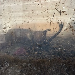 自然観察にカブトムシどうぞ