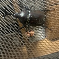 カブトムシ　1匹