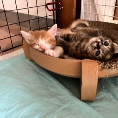 【白茶男の子候補者様とお話中です】１ヶ月の子猫 白茶男の子