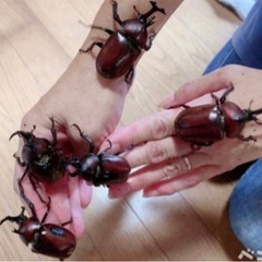 【最短当日渡し可能・250匹以上います】カブトムシ オス・メス ...