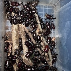 天然国産カブトムシ！！