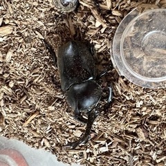 息子が採集したカブトムシやクワガタ
