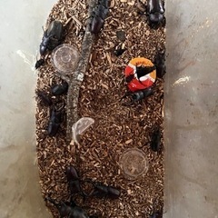 息子が採集したカブトムシやクワガタの画像