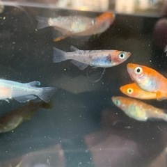 めだか15匹セットの画像
