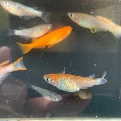 めだか15匹セットの画像