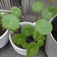 ウォーターマッシュルーム 
