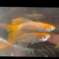 👗東天紅パーティードレスめだかの稚魚5匹👗