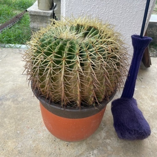 ［取引決まりました］サボテン　金鯱