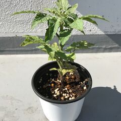 ミニトマト 苗木の画像