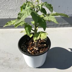 ミニトマト 苗木