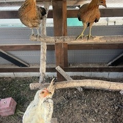 鶏　ニワトリ　生後3ヶ月 ３匹セット - その他