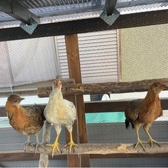 鶏　ニワトリ　生後3ヶ月 ３匹セット