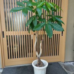 大型パキラ