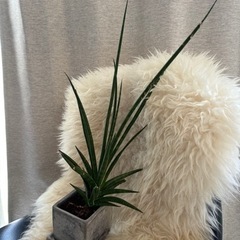 サンスベリア30cm