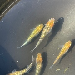 夜桜メダカ 6匹