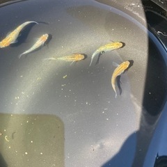 夜桜メダカ 6匹の画像