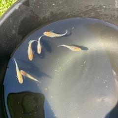 夜桜メダカ 6匹の画像