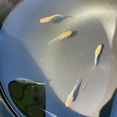 夜桜メダカ 6匹の画像